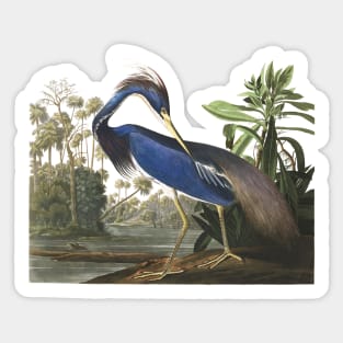 Audubons Louisiana Heron Sticker